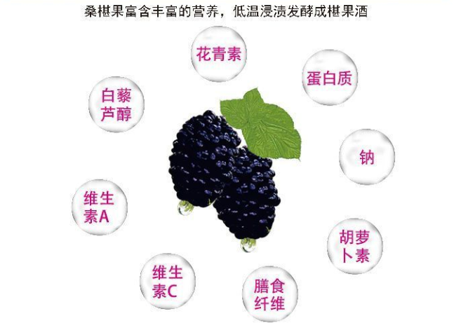 什么是养生酒有哪些酒是养生酒